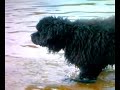 newfoundland dog molly moo  RIP