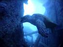 In the red sea on Golden one Emperror divers livaboard
