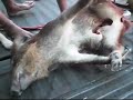 PIG HUNTING 101 PIG HUNTING 101