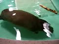 un pet d'hippopotame