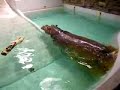 un pet d'hippopotame