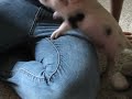 Hamlet the Mini Pig - Wants His Bottle!!!...