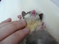 sugar glider / massage for momonga part7 sugar glider / massage for momonga part7