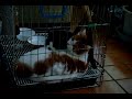 Funny Cat ( 재미있는 고양이 )-Jeonju city. KOREA