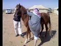 dont ride the horse فارش بني شيبان الغافل