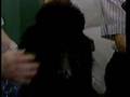 Caniche video