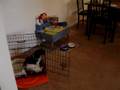 videos de Chloe - Sit, Down, Crate