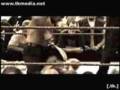 Randy Orton | Tributo | Video