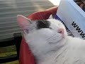 眠りネコ動画