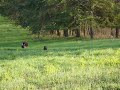 Wild Turkey Strutting