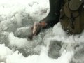 Rödingfiske i Lillbrännträsk, Sjulsmark