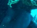 videos de Nurse Shark Tail end.AVI