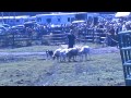 Sheep Herding with Border Collies at the Blue Ridge Folklife Festival 10-22-11