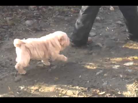 Tatonka does a rolly polly run