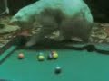 my cat playing some pool my cat playing some pool