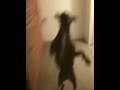 Canadian pitbull ban