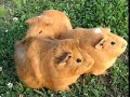 guinea pig ????????????????????????2
