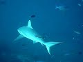 Gray Reef Shark At Makaru Thila North Ari Atoll Maldives