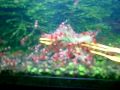 criacao de camaroes vermelhos de 2 cm em um aquario de 200 litros. 