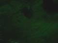 videos de Forest of Terror