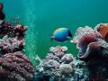 Aquarium tropical fish tank . . . .