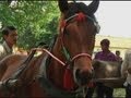 Cambodian ponies get pills