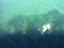 Smallie GTA 5 Smallie GTA 5