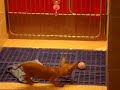 Playful Puppy Pray Pray Part 2