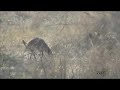 Bat-Eared Fox