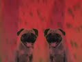 Chester The Pug And His Fantastic Snack