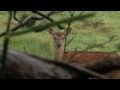 Kaweka Hunting New Zealand Big Game Hunts