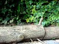 mésange sur mon derrière mésange sur mon derrière