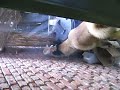 Akita Ohiteka of Hadjime-Yoshi washing cat