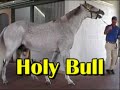 Holy Bull, Darley Farm 2006