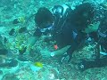 Bunaken's Giant Clamps Bunaken's Giant Clamps
