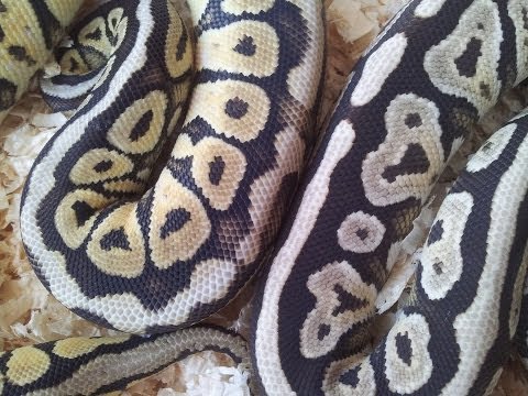 YouTube reptile video