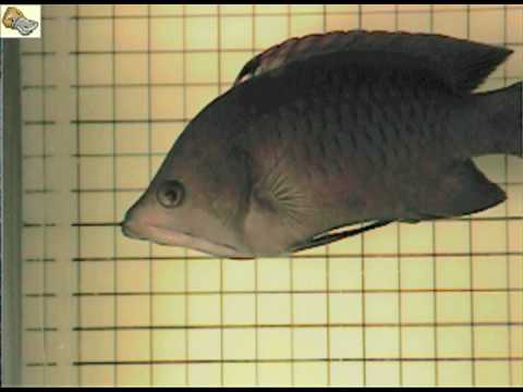 The Slingjaw Wrasse, Epibulus Insidiator