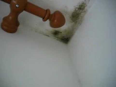 toxic mold exposure - case1
