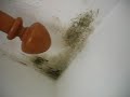 toxic mold exposure - case1