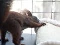 Ein tierischer Besuch