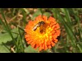 little bee on flower