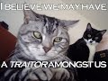 Kitty Kitty Kitty Kitty