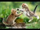 Kitty Kitty