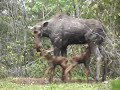 Cow Moose and Her Two Calves
