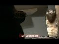 king-cobra-vs-python.html