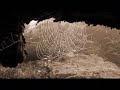 Katie Melua. Spider\ Katie Melua. Spider\