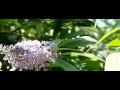 Polygonia takes off