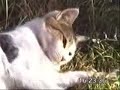 kedi,fare,cat,mause,oyun,play kedi,fare,cat,mause,oyun,play