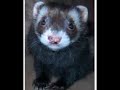Legalize Ferrets dot org contest - Buddha Speaks! Legalize Ferrets dot org contest - Buddha Speaks!