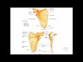 Appendicular Skeleton - Human Anatomy (Examville.com Free Study Aids)